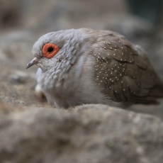 Deimantinis dryžasis purplelis - Geopelia cuneata | Fotografas Gintautas Steiblys