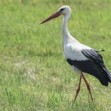 Baltasis gandras - Ciconia ciconia | Fotografas Gintautas Steiblys