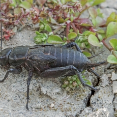 Dvidėmis svirplys - Gryllus bimaculatus, nimfa ♀ | Fotografas Gintautas Steiblys