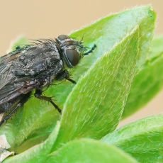 Pilkoji lavonmusė - Pollenia sp. ♀ | Fotografas Gintautas Steiblys