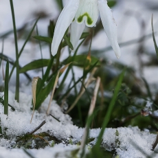 Baltoji snieguolė - Galanthus nivalis | Fotografas Gintautas Steiblys