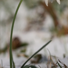 Baltoji snieguolė - Galanthus nivalis | Fotografas Gintautas Steiblys