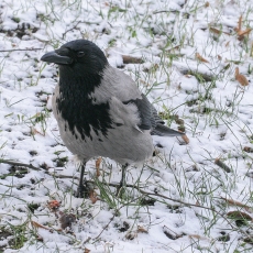 Pilkoji varna - Corvus cornix | Fotografas Gintautas Steiblys