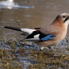 Eurazinis kėkštas - Garrulus glandarius | Fotografas Gintautas Steiblys