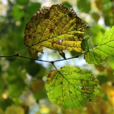 Paprastasis lazdynas - Corylus avellana | Fotografas Gintautas Steiblys