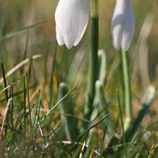 Baltoji snieguolė - Galanthus nivalis | Fotografas Gintautas Steiblys