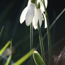 Baltoji snieguolė - Galanthus nivalis | Fotografas Gintautas Steiblys