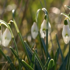 Baltoji snieguolė - Galanthus nivalis | Fotografas Gintautas Steiblys
