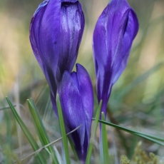 Pavasarinis krokas - Crocus vernus | Fotografas Gintautas Steiblys