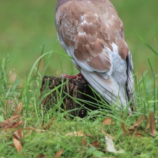 Naminis karvelis - Columba livia var. domestica | Fotografas Gintautas Steiblys