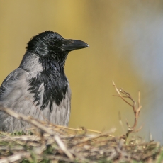 Pilkoji varna - Corvus cornix | Fotografas Gintautas Steiblys