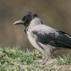 Pilkoji varna - Corvus cornix | Fotografas Gintautas Steiblys