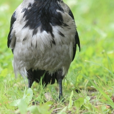 Pilkoji varna - Corvus cornix | Fotografas Gintautas Steiblys