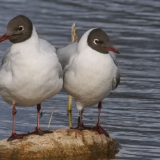Rudagalviai kirai - Chroicocephalus ridibundus | Fotografas Gintautas Steiblys