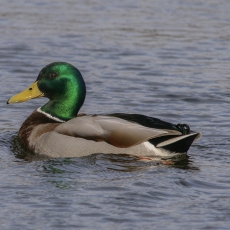 Didžioji antis - Anas platyrhynchos ♂ | Fotografas Gintautas Steiblys