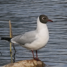 Rudagalvis kiras - Chroicocephalus ridibundus | Fotografas Gintautas Steiblys