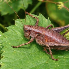 Keršasis žiogas - Pholidoptera griseoaptera | Fotografas Gintautas Steiblys