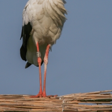 Baltasis gandras - Ciconia ciconia | Fotografas Gintautas Steiblys
