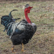 Naminė višta - Gallus gallus var. domesticus ♂ | Fotografas Gintautas Steiblys