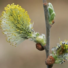 Paprastoji blindė - Salix caprea | Fotografas Gintautas Steiblys