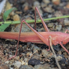 Smailiagalvis - Euconocephalus sp. | Fotografas Gintautas Steiblys