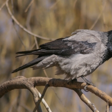 Pilkoji varna - Corvus cornix | Fotografas Gintautas Steiblys