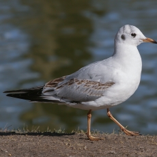 Rudagalvis kiras - Chroicocephalus ridibundus | Fotografas Gintautas Steiblys