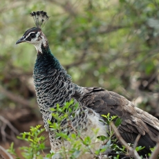 Paprastasis povas - Pavo cristatus ♀ | Fotografas Gintautas Steiblys