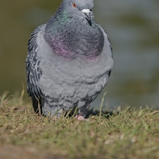 Naminis karvelis - Columba livia var. domestica | Fotografas Gintautas Steiblys