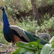 Paprastasis povas - Pavo cristatus ♂ | Fotografas Gintautas Steiblys