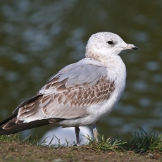 Paprastasis kiras - Larus canus, juv. | Fotografas Gintautas Steiblys
