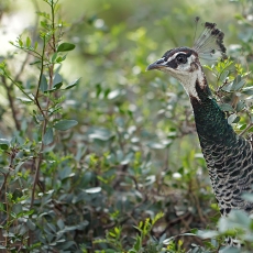 Paprastasis povas - Pavo cristatus ♀ | Fotografas Gintautas Steiblys