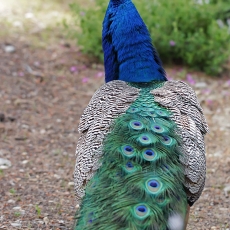 Paprastasis povas - Pavo cristatus ♂ | Fotografas Gintautas Steiblys