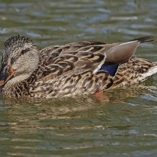 Didžioji antis - Anas platyrhynchos ♀ | Fotografas Gintautas Steiblys