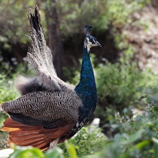 Paprastasis povas - Pavo cristatus ♂ juv. | Fotografas Gintautas Steiblys