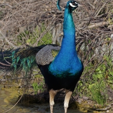 Paprastasis povas - Pavo cristatus ♂ | Fotografas Gintautas Steiblys