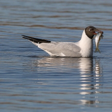 Rudagalvis kiras - Chroicocephalus ridibundus | Fotografas Gintautas Steiblys