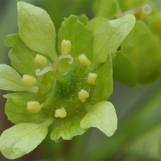 Paprastasis klevas - Acer platanoides | Fotografas Gintautas Steiblys