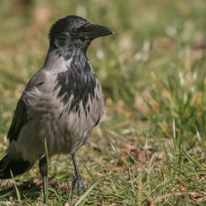 Pilkoji varna - Corvus cornix | Fotografas Gintautas Steiblys