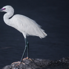 Mažasis baltasis garnys - Egretta garzetta | Fotografas Gintautas Steiblys