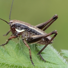 Žiogas - Eupholidoptera smyrnensis | Fotografas Gintautas Steiblys