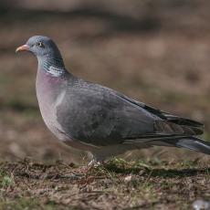 Paprastasis keršulis - Columba palumbus | Fotografas Gintautas Steiblys