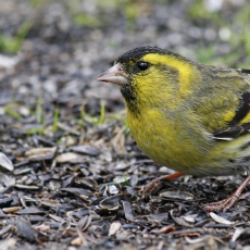 Eurazinis alksninukas - Spinus spinus | Fotografas Gintautas Steiblys