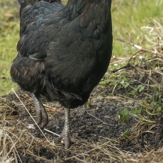 Naminė višta - Gallus gallus var. domesticus ♀ | Fotografas Gintautas Steiblys