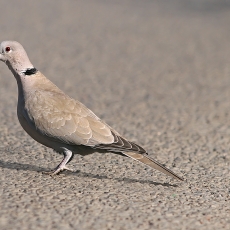 Pietinis purplelis - Streptopelia decaocto | Fotografas Gintautas Steiblys