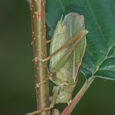 Žiogas giesmininkas - Tettigonia cantans ♂ | Fotografas Gintautas Steiblys