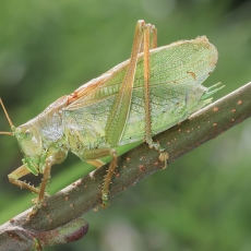 Žiogas giesmininkas - Tettigonia cantans ♂ | Fotografas Gintautas Steiblys