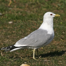 Paprastasis kiras - Larus canus | Fotografas Gintautas Steiblys