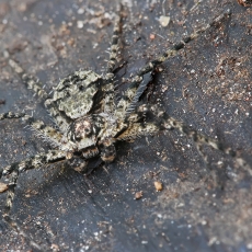 Kamieninis vikrūnas - Philodromus margaritatus | Fotografas Gintautas Steiblys