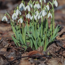 Baltoji snieguolė - Galanthus nivalis | Fotografas Gintautas Steiblys